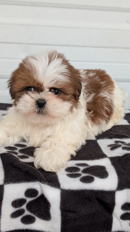 SHIH TZU (NOV 15) MALES