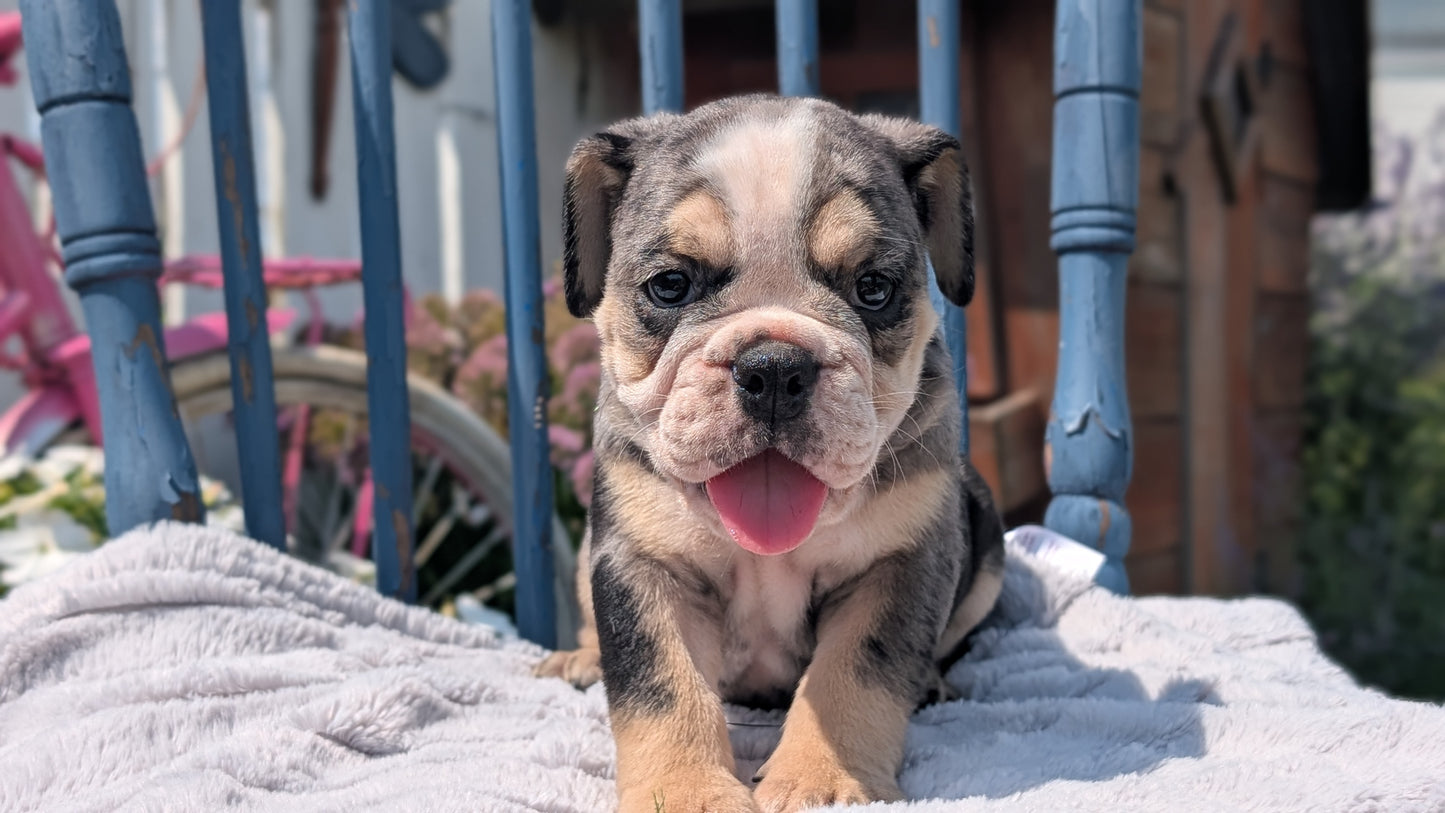 ENGLISH BULLDOG (JUN 29) 1 FEMALE/1 MALE