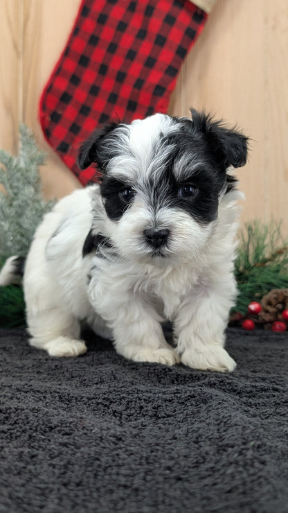 HAVANESE (OCT 25) MALES