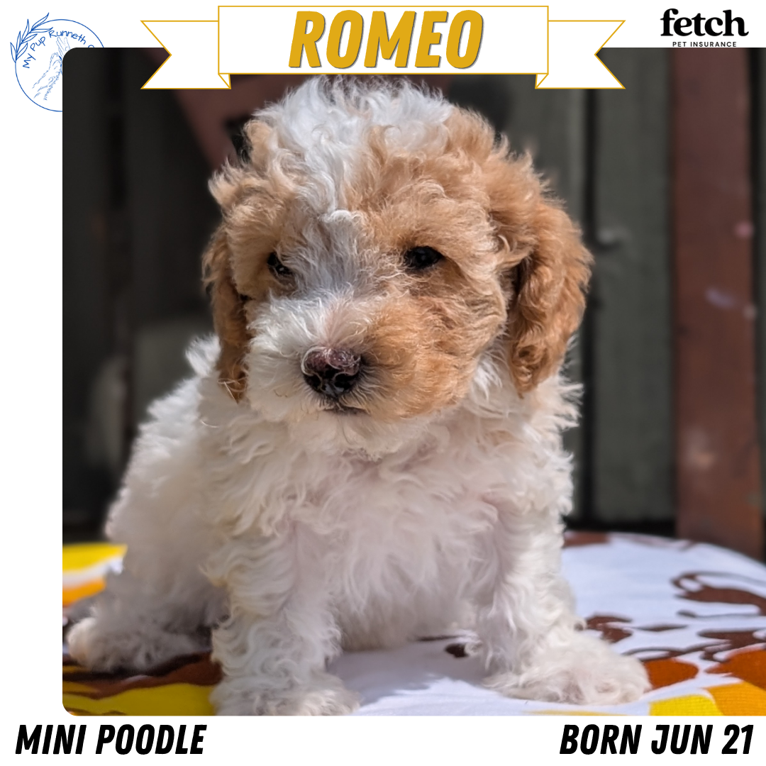 MINI POODLE (JUN 21) 4 MALES