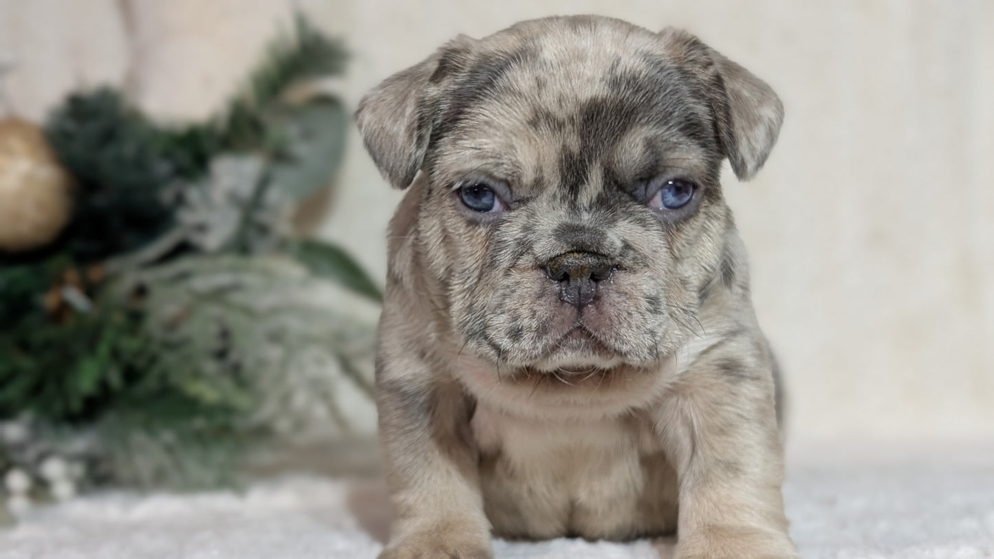 FRENCH BULLDOG (OCT 08) MALES