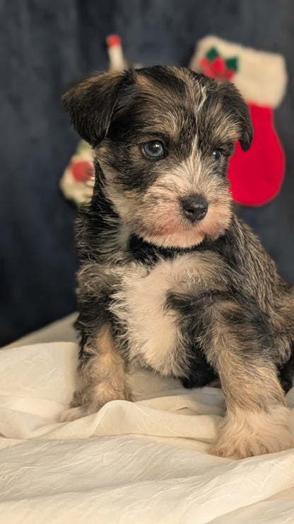 MINI SCHNAUZER (OCT 27) FEMALE