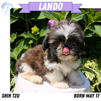SHIH TZU (05/17) MALE
