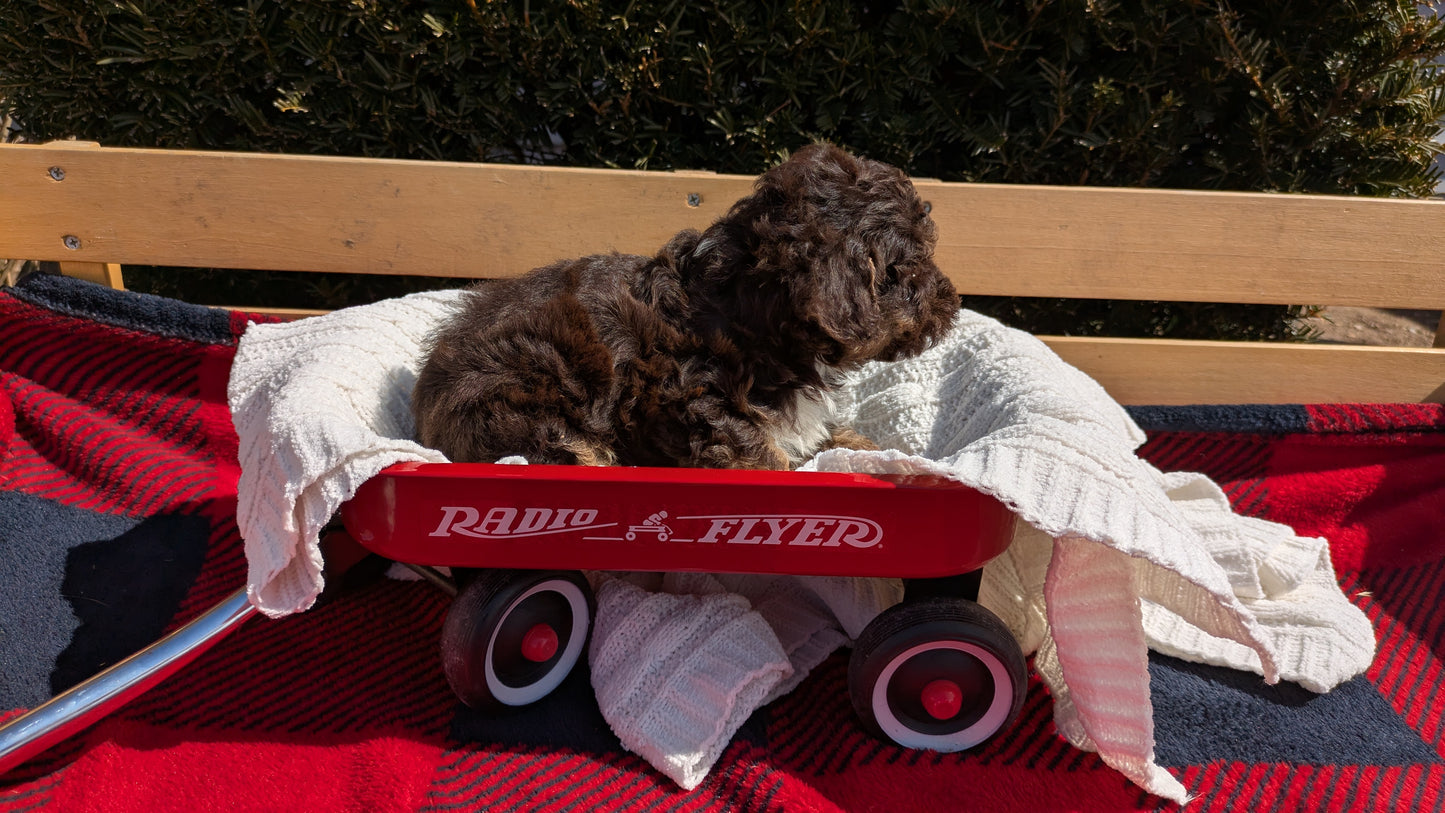 TOY POODLE (01/23) MALE