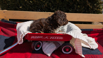TOY POODLE (01/23) MALE