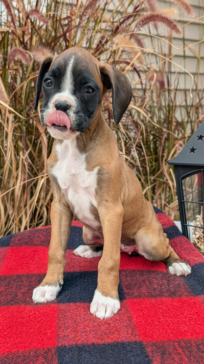 BOXER (08/20) FEMALE