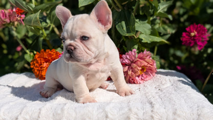 FRENCH BULLDOG (07/08) MALE