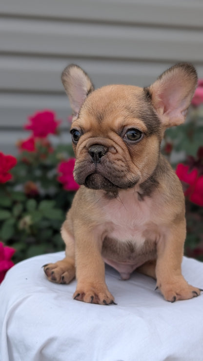FRENCH BULLDOG (JUN 26) 2 MALES