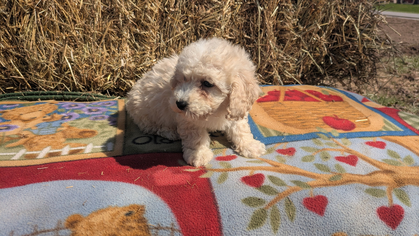 TEDDY BEAR (02/18) MALE