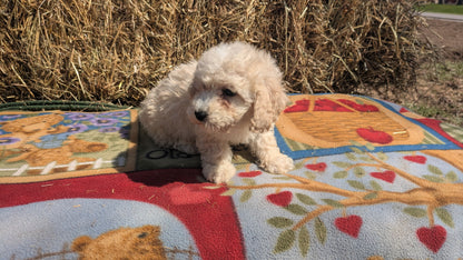 TEDDY BEAR (02/18) MALE