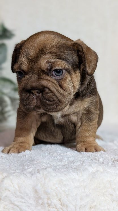 FRENCH BULLDOG (OCT 08) FEMALES