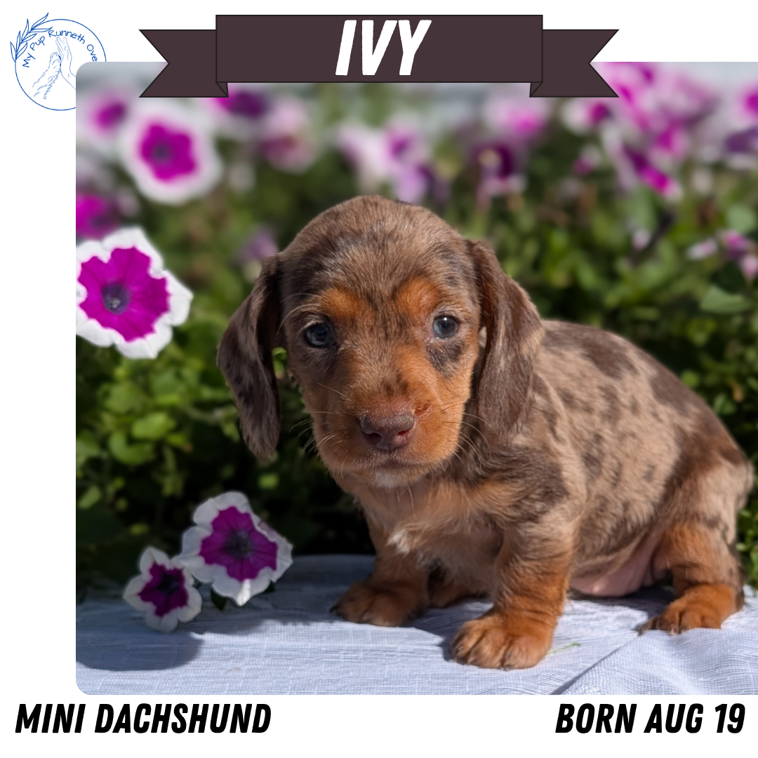MINI DACHSHUND (08/19) FEMALE