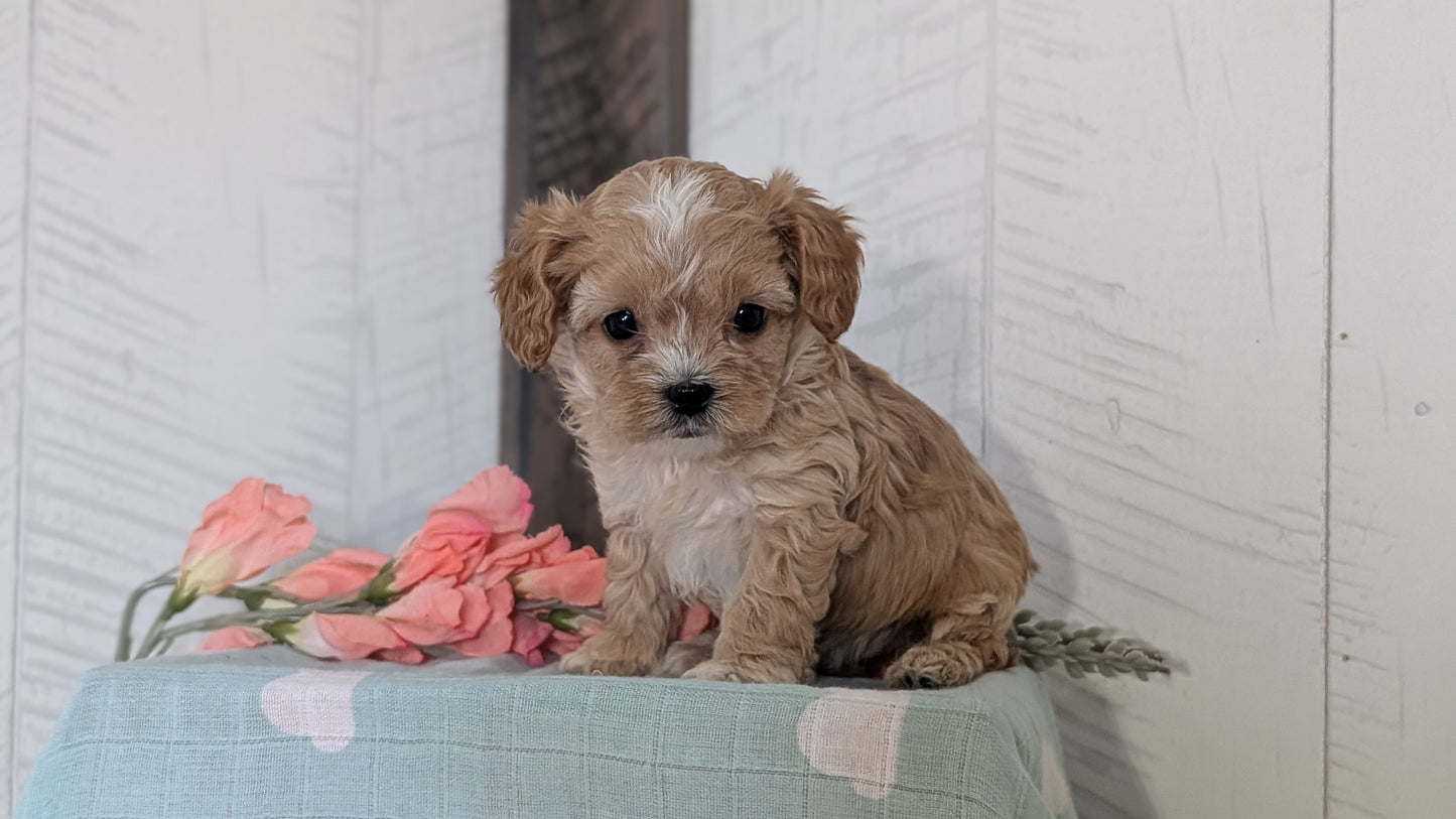 COCKAPOO (FEB 04) MALES