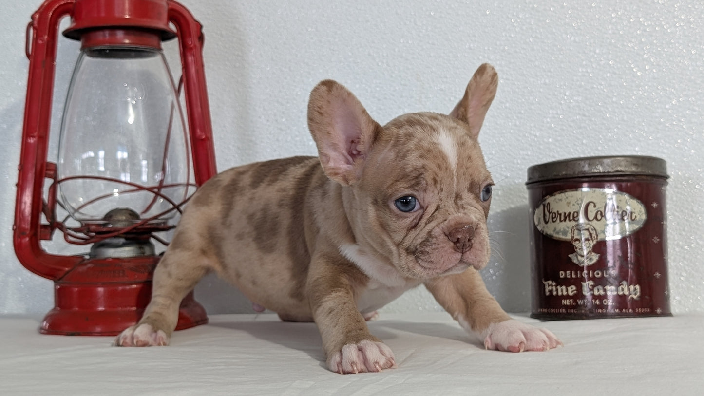 FRENCHTON (NOV 15) MALES