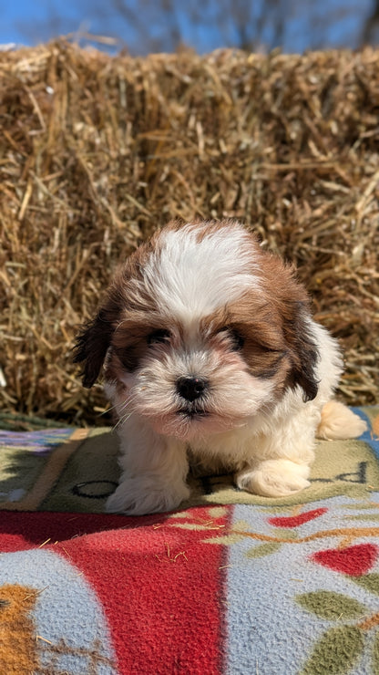 TEDDY BEAR (02/18) FEMALE