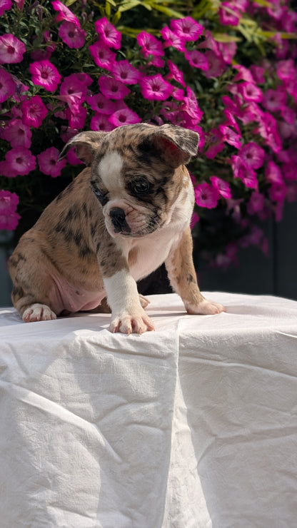 FRENCHTON (06/25) FEMALE