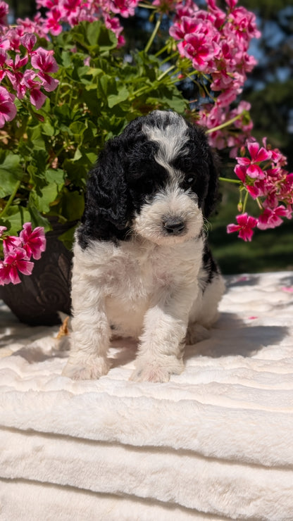 MINI BERNEDOODLE (06/11) FEMALE