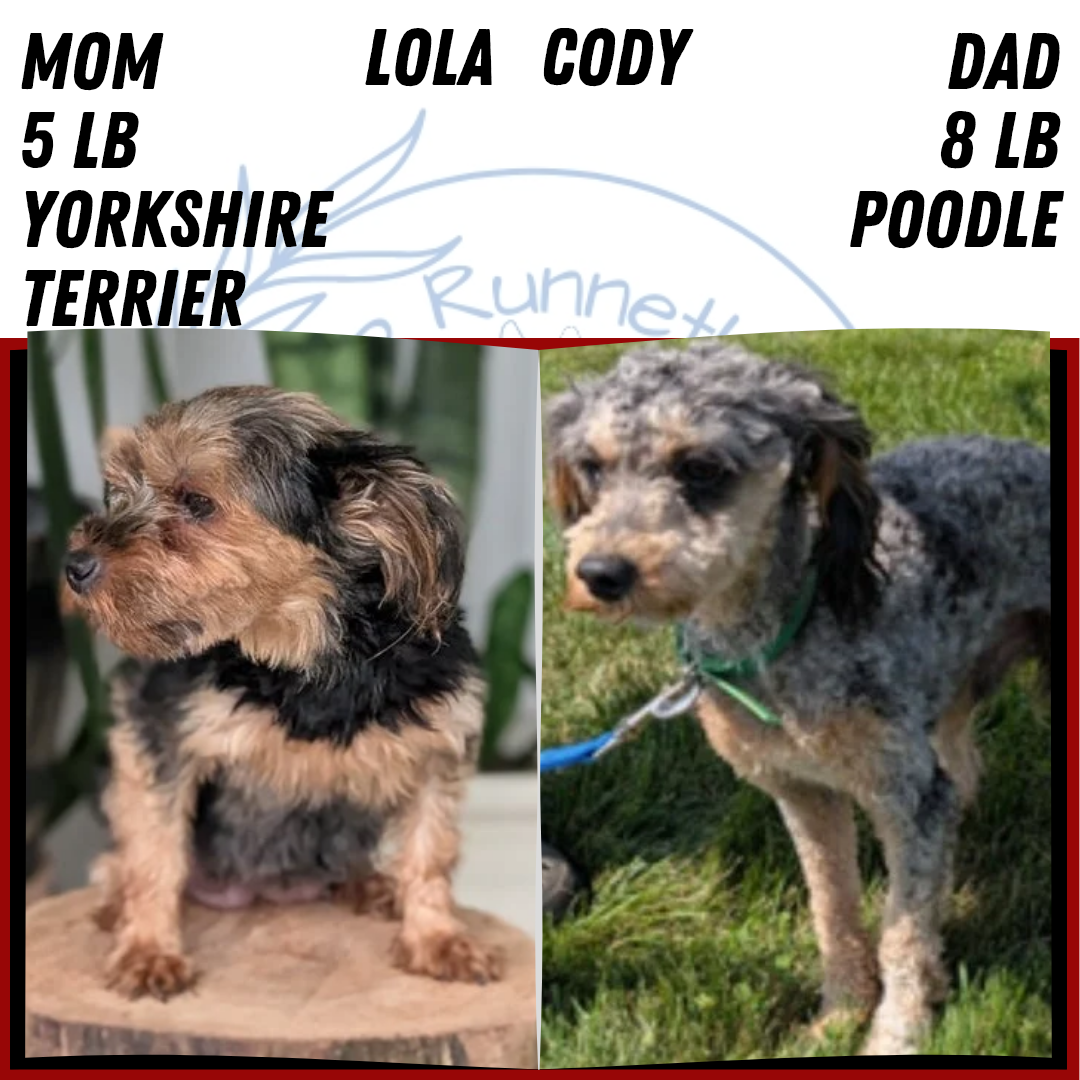YORKIPOO (MAY 26) MALES