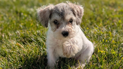 SCHNOODLE (09/20) FEMALE