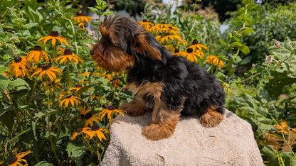 YORKSHIRE TERRIER (05/23) MALE