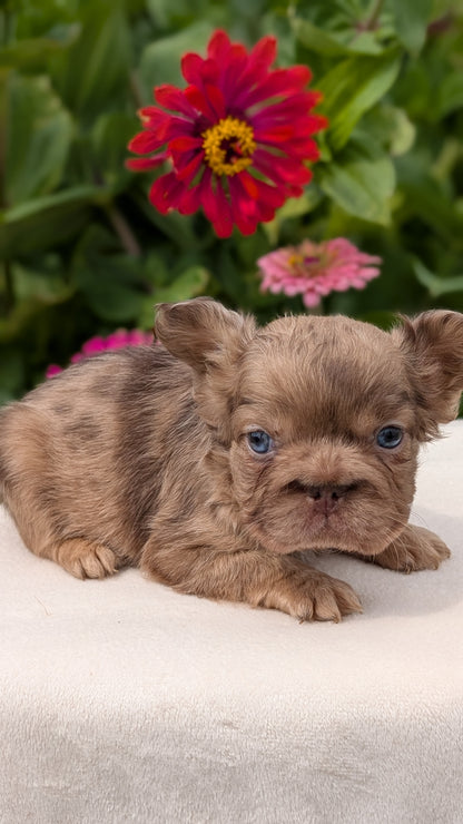FRENCH BULLDOG (JUN 06) MALES