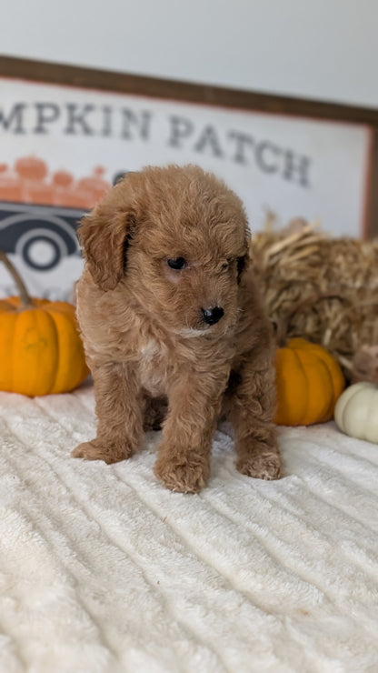 MINI GOLDENDOODLE (AUG 13) 6 MALES/3 FEMALES