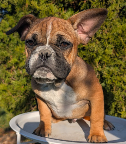 FRENCH BULLDOG (07/15) MALE