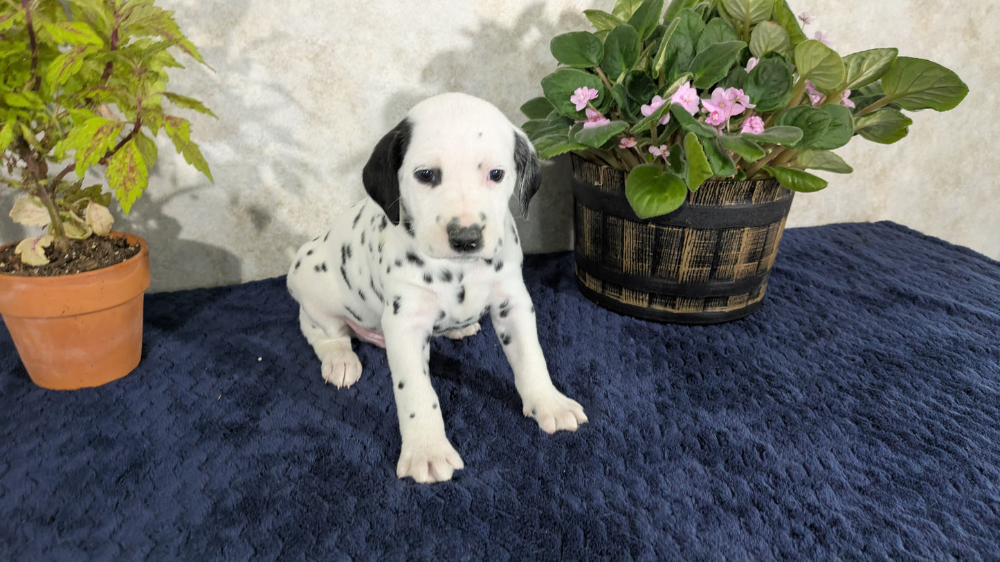 DALMATIAN (02/14) MALE