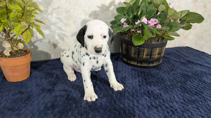 DALMATIAN (02/14) MALE