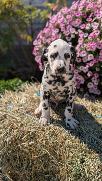 DALMATIAN (JUN 29) MALES
