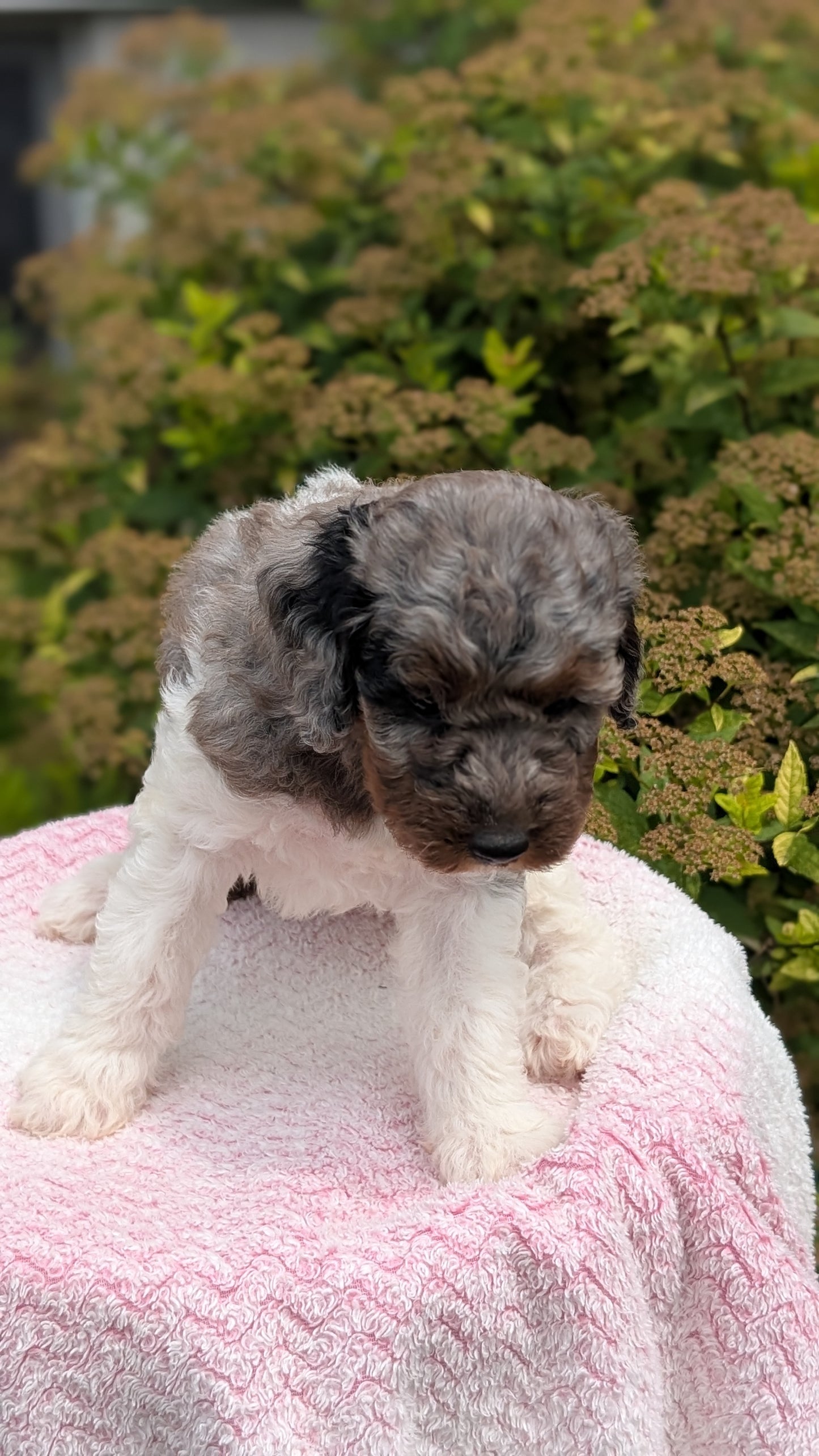 MINI POODLE (06/07) FEMALE