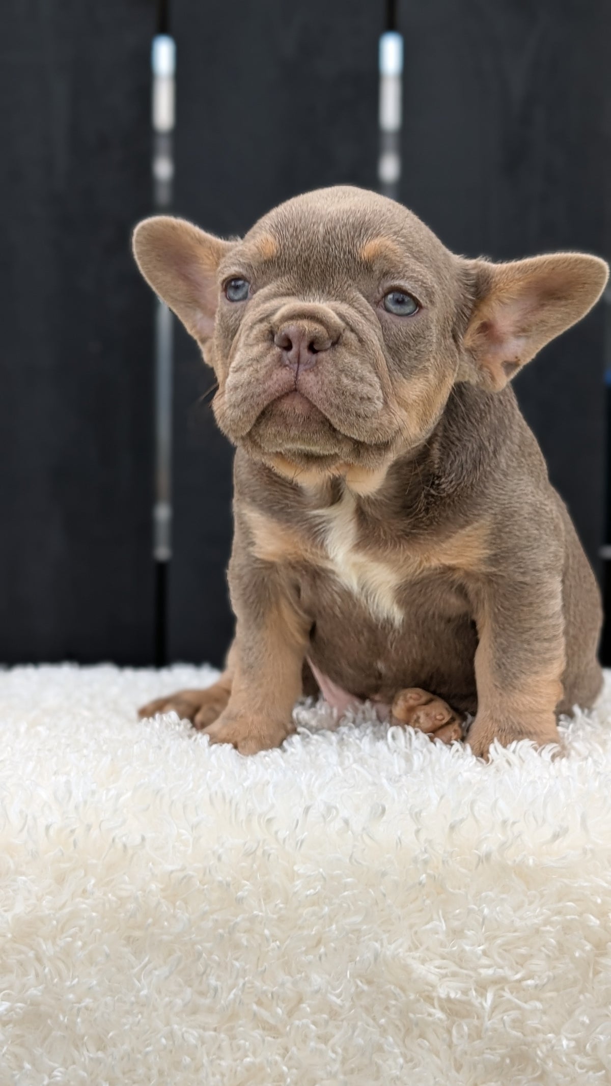 FRENCH BULLDOG (JUN 29) 3 MALES