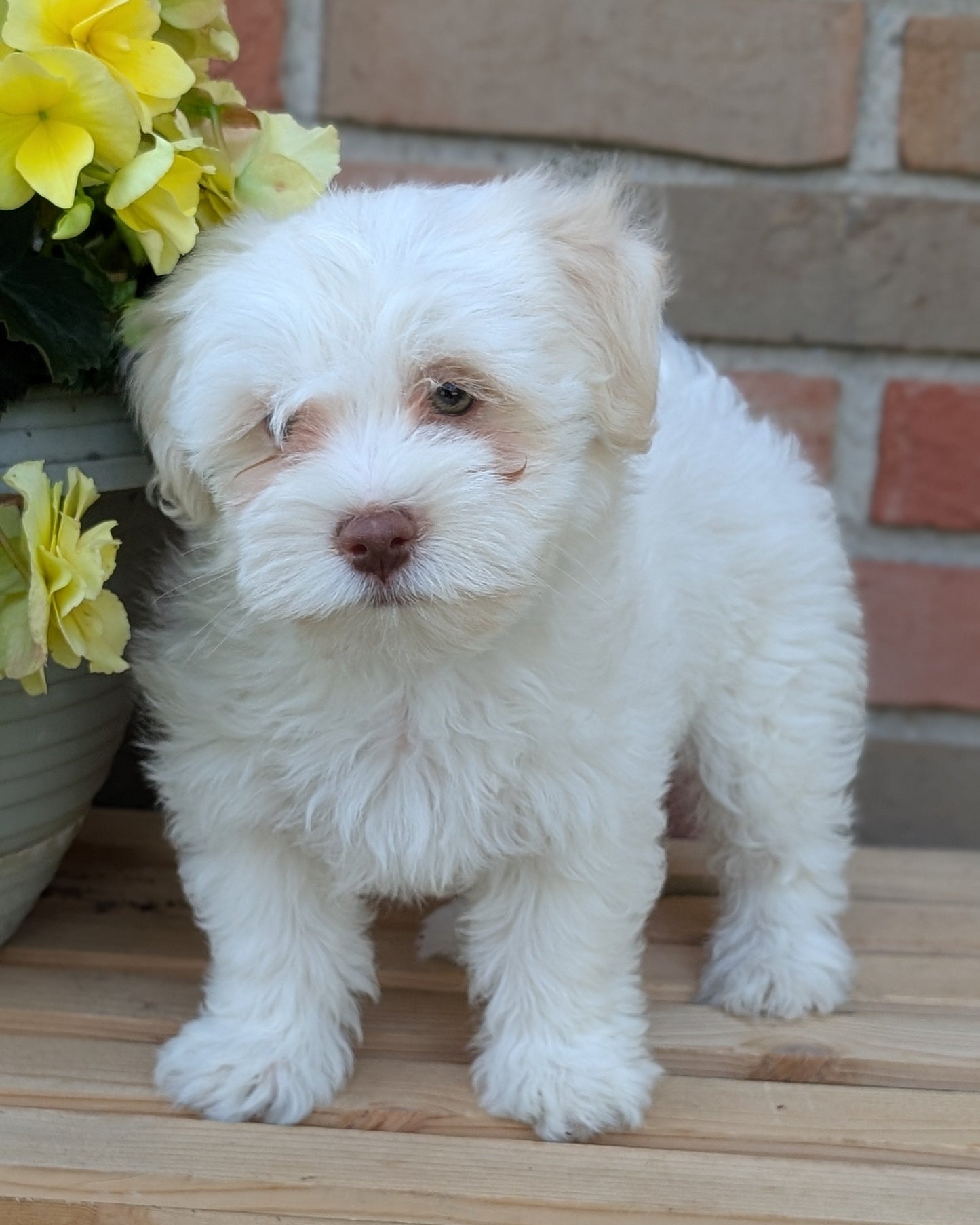 HAVANESE (APR 09) MALES