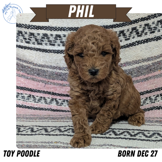 TOY POODLE (12/27) MALE