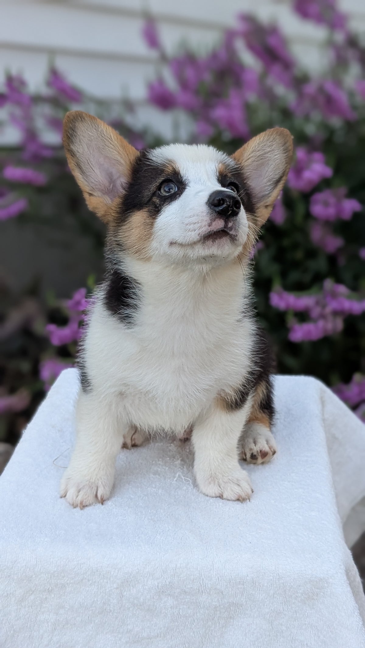 CORGI (JUN 08) MALES