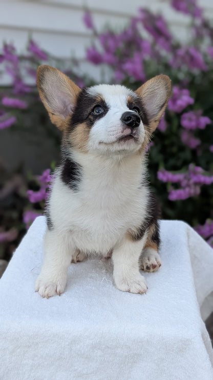 CORGI (JUN 08) MALES