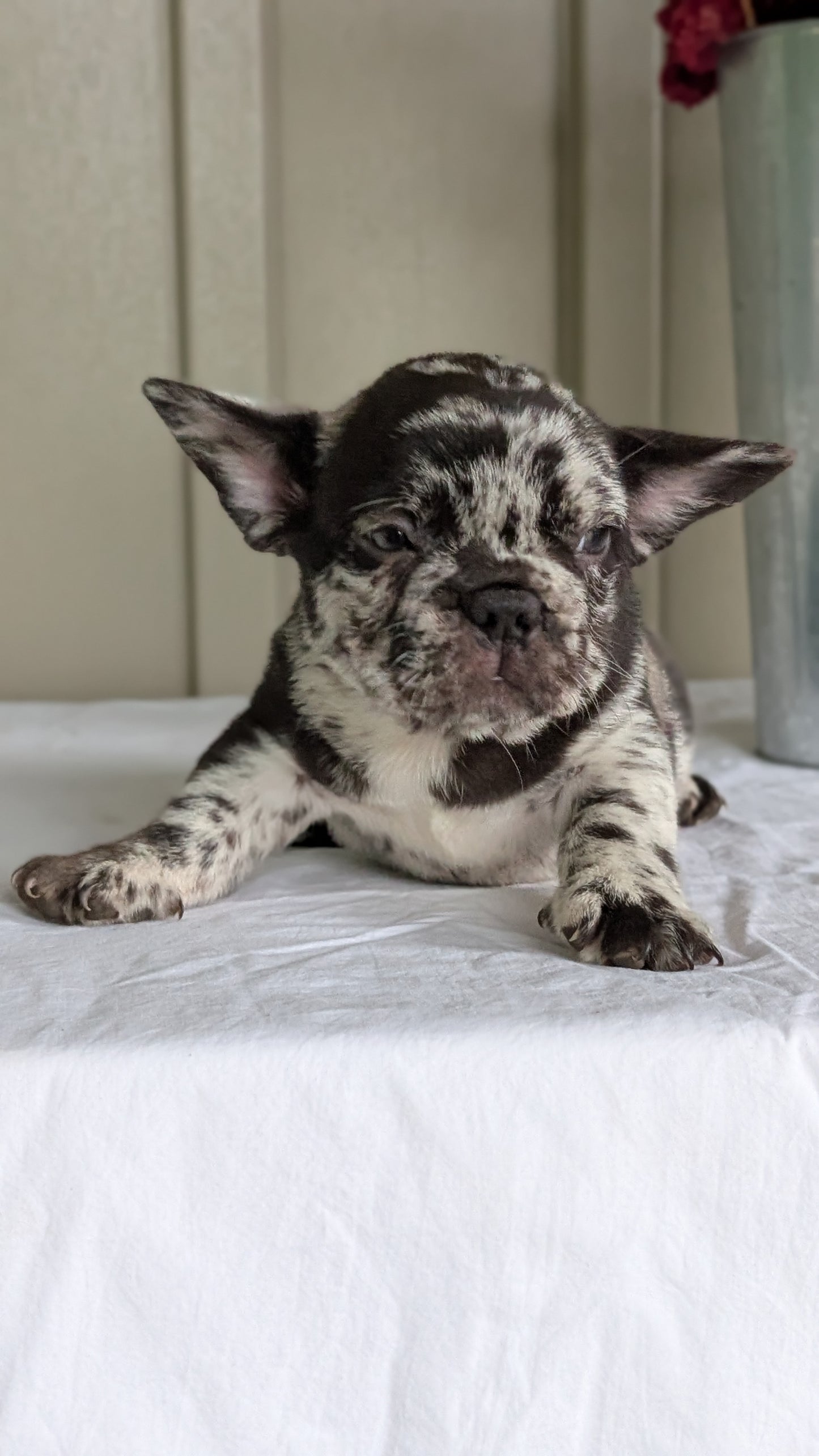 FRENCH BULLDOG (MAY 27) MALES