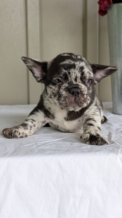 FRENCH BULLDOG (MAY 27) MALES