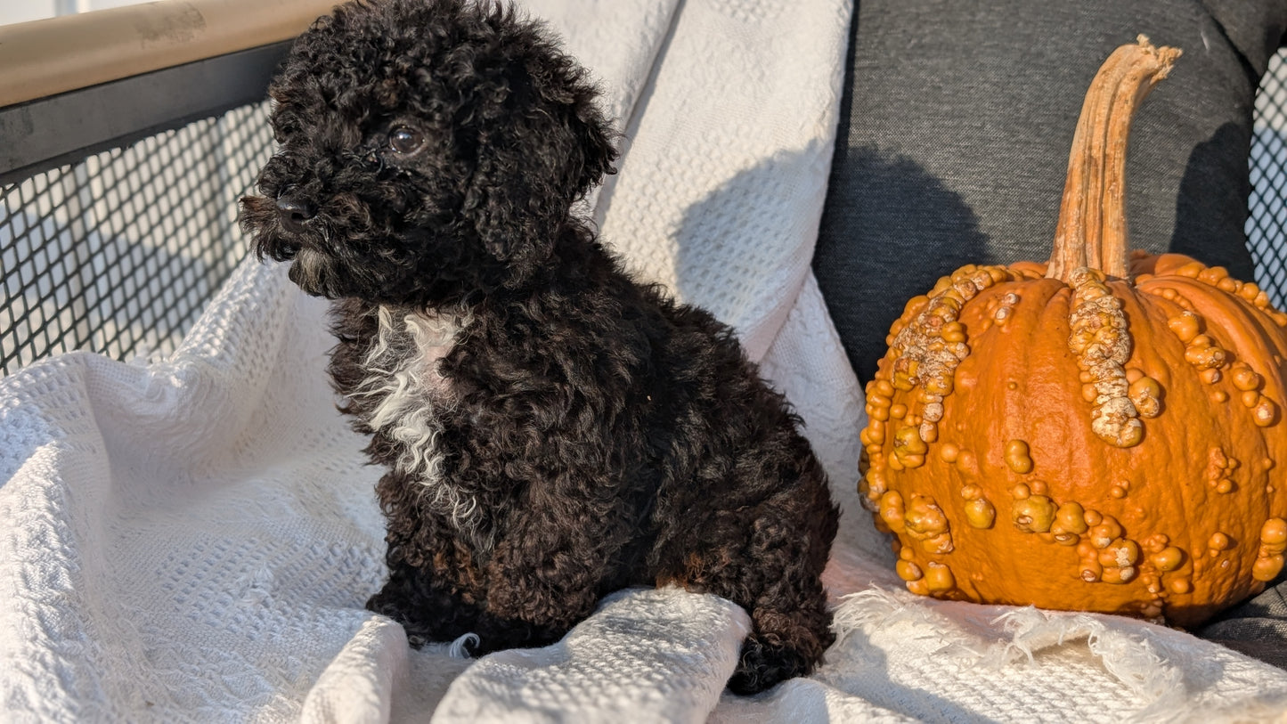 TOY POODLE (08/19) MALE