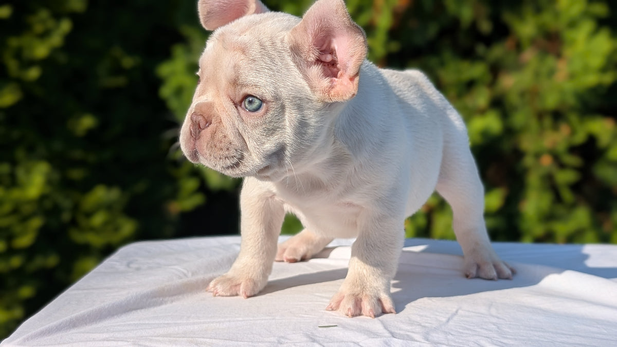 FRENCH BULLDOG (AUG 22) 3 MALES/1 FEMALE