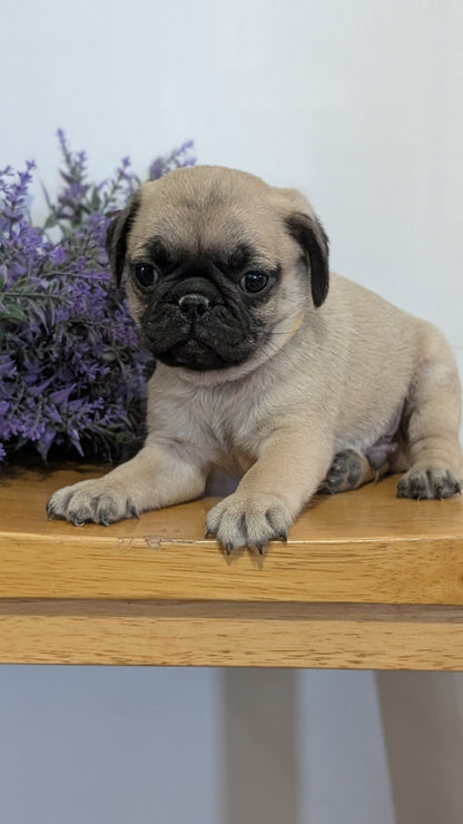 PUG (SEP 12) 4 MALES/1 FEMALE