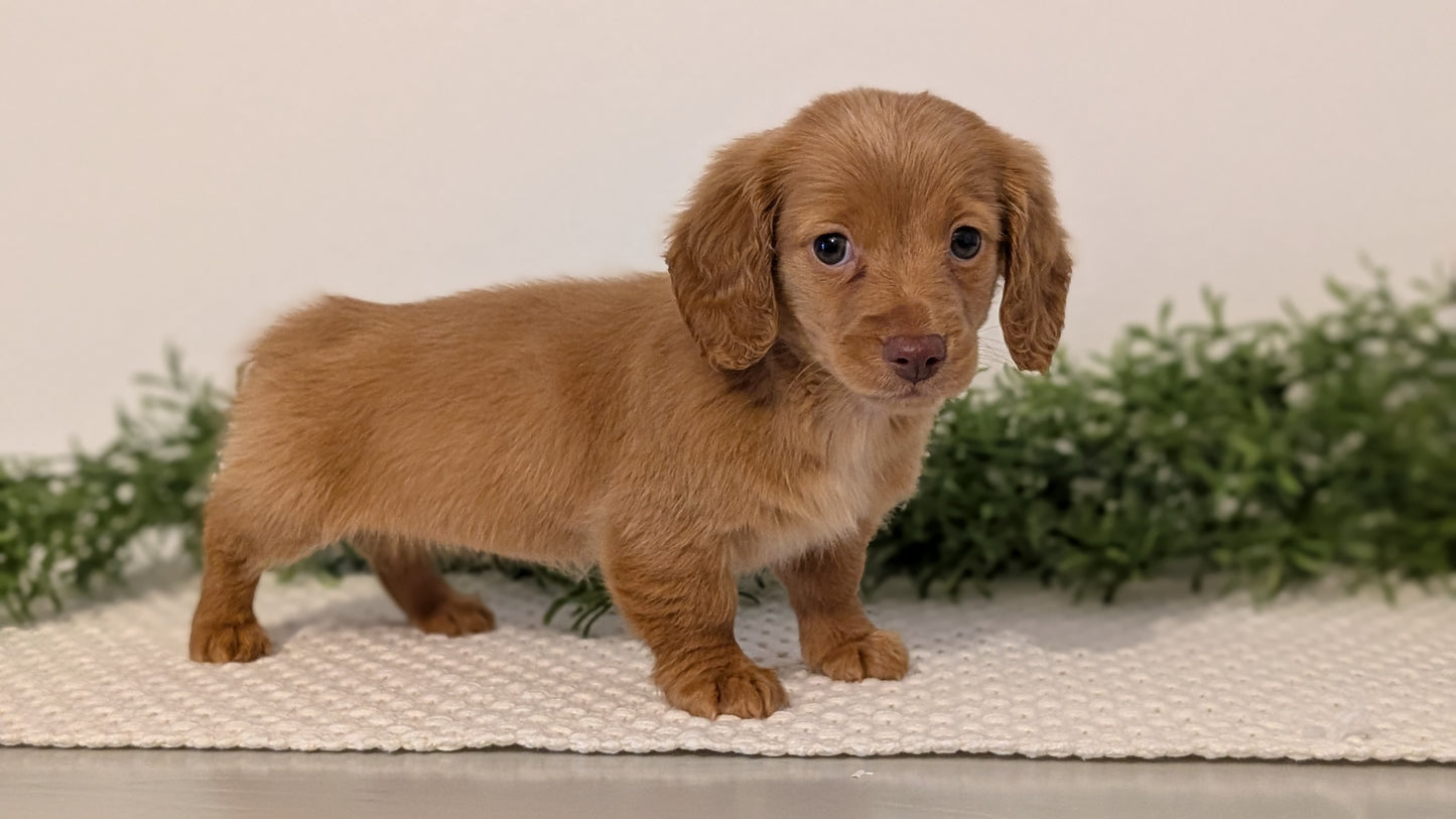 MINI DACHSHUND (JAN 01) FEMALES