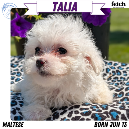 MALTESE (JUN 13) FEMALES