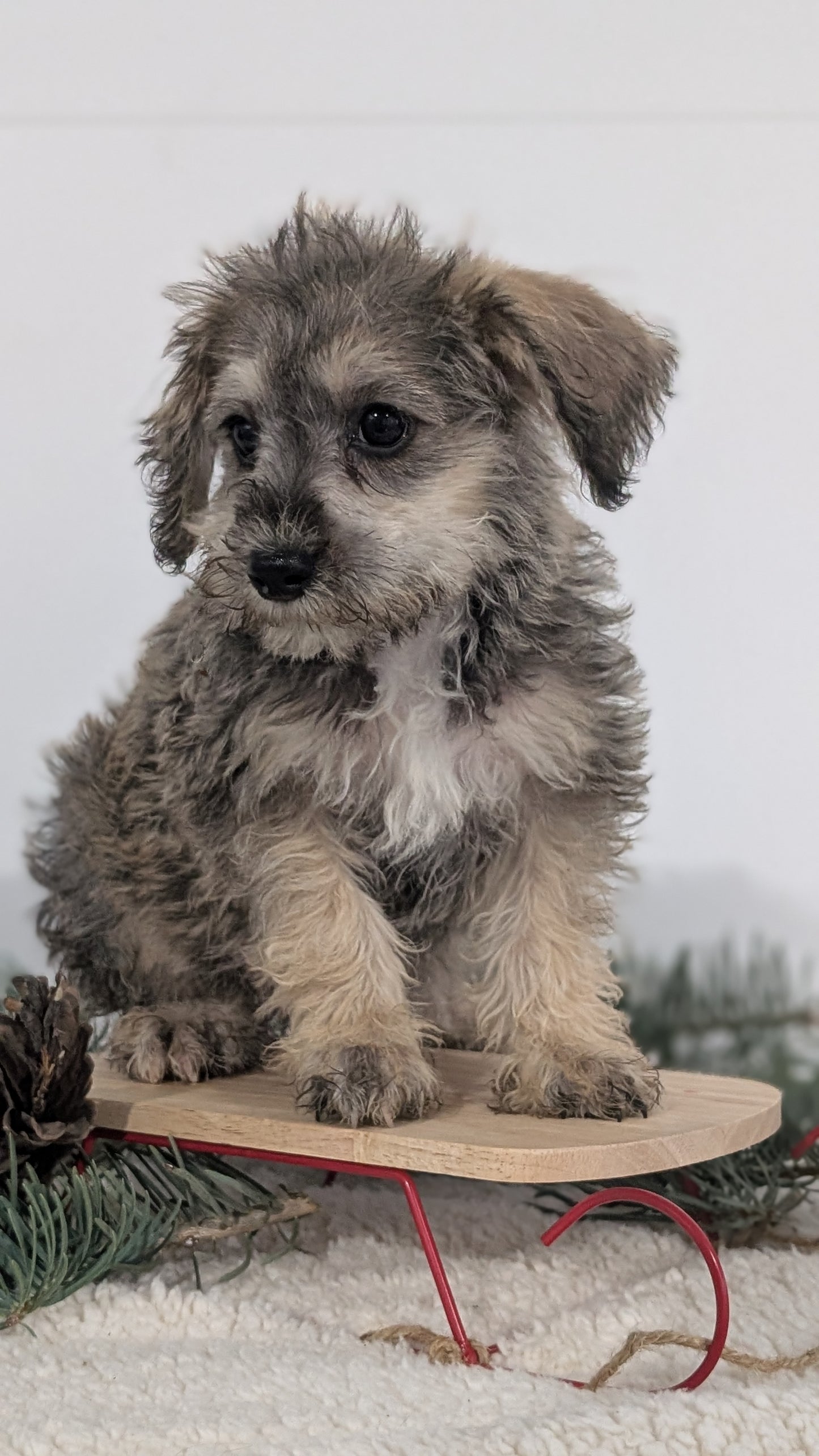 SCHNOODLE (09/20) MALE