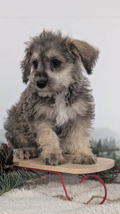 SCHNOODLE (09/20) MALE