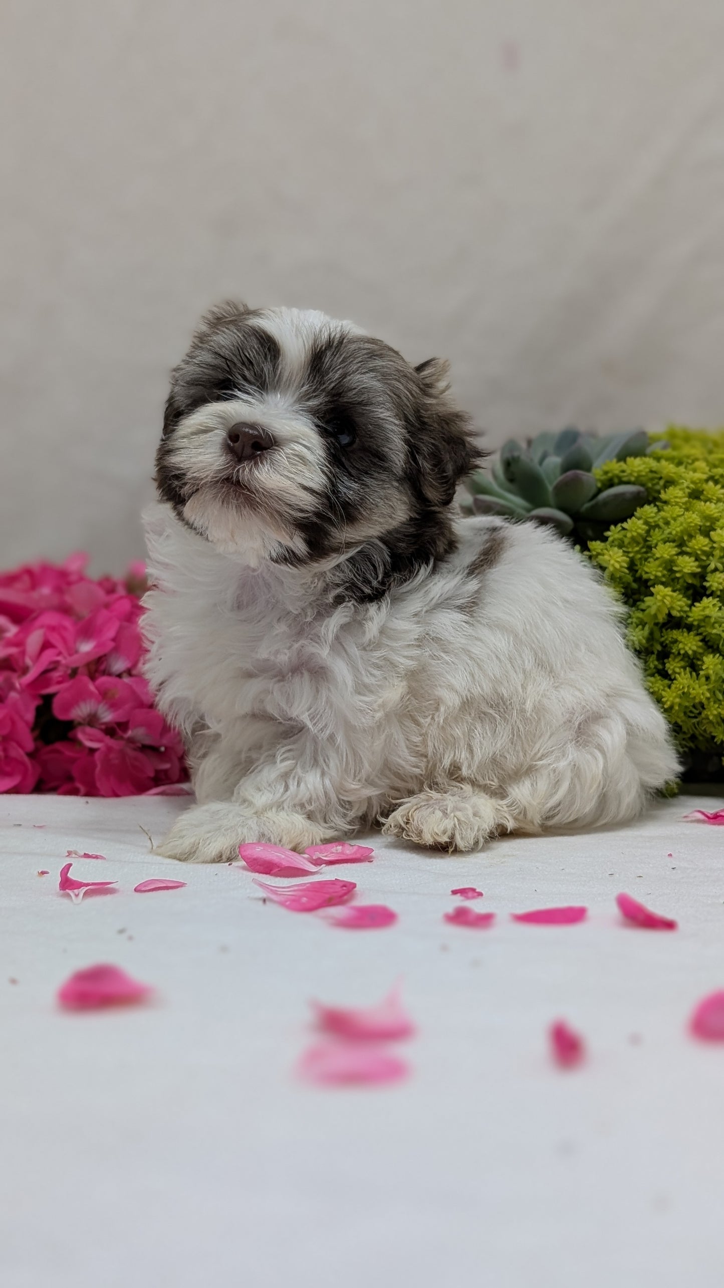 HAVANESE (09/13) MALE