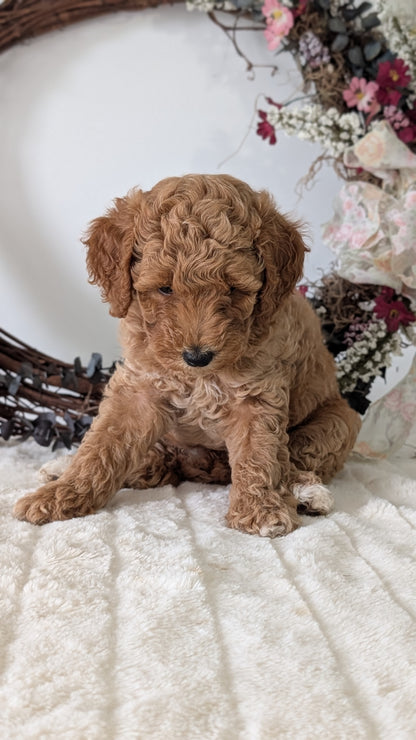 MINI POODLE (JUN 01) FEMALES