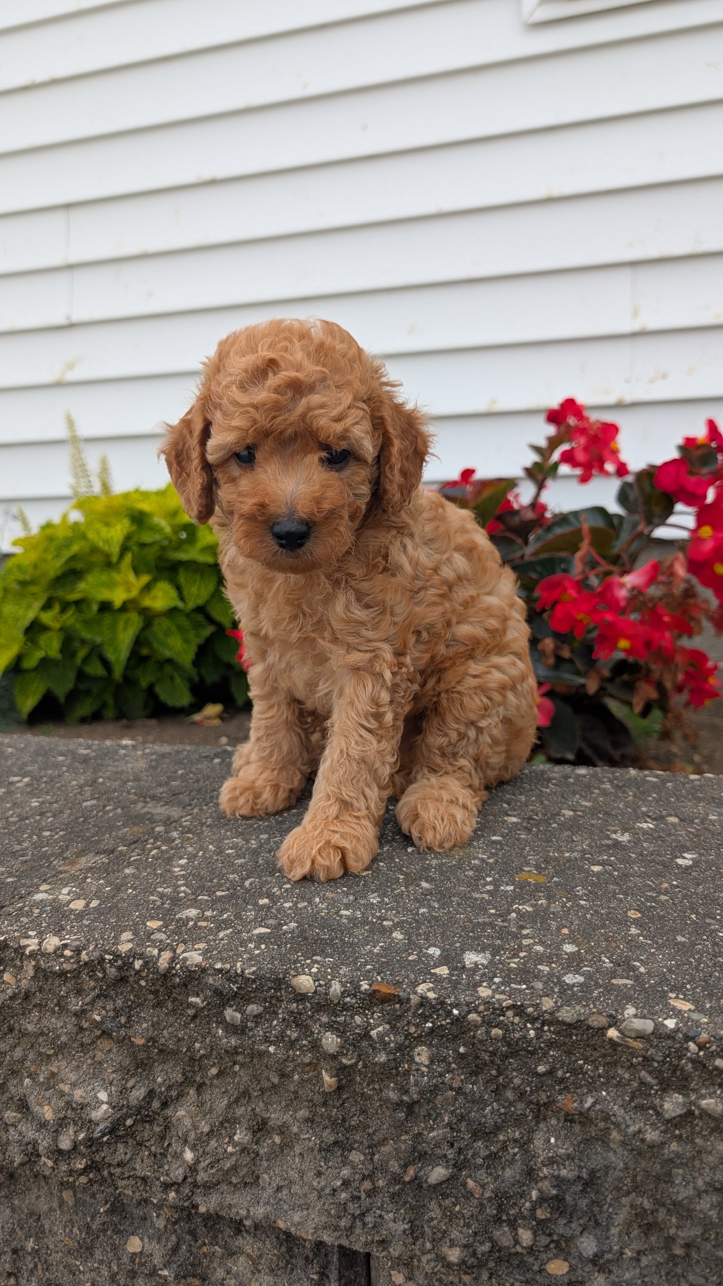 TOY POODLE (07/04) MALE