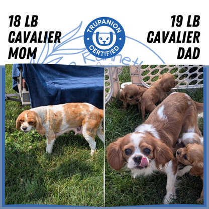 CAVALIER (05/19) MALE