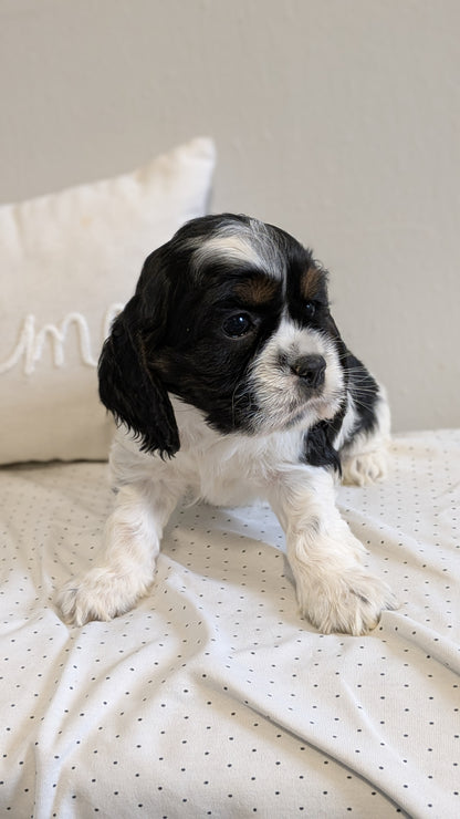 COCKER SPANIEL (02/14) FEMALE